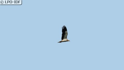 Vautour percnoptère