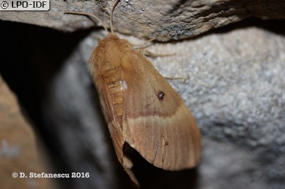 Bombyx du chêne