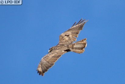 Buse variable
