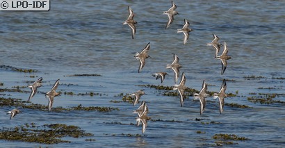 Bécasseau sanderling