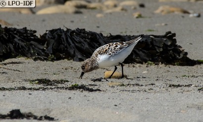 Bécasseau sanderling