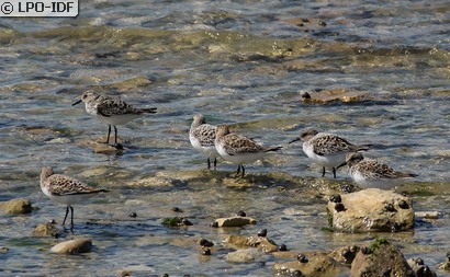 Bécasseau sanderling