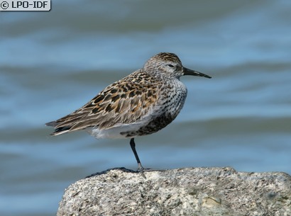 Bécasseau variable