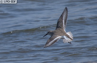 Bécasseau variable