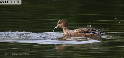 Canard siffleur