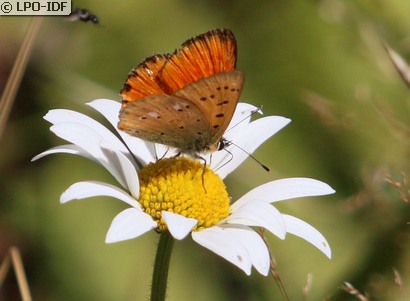 Cuivré de la verge-d'or