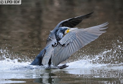 Grand Cormoran
