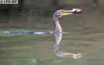 Grand Cormoran