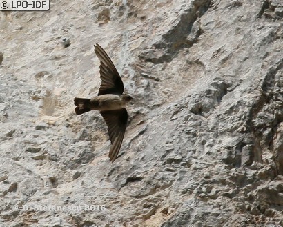 Hirondelle de rochers