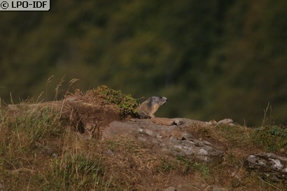Marmotte