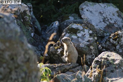 Marmotte