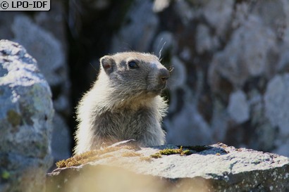 Marmotte