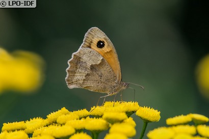 Myrtil