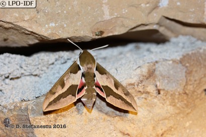 Sphinx de l'euphorbe