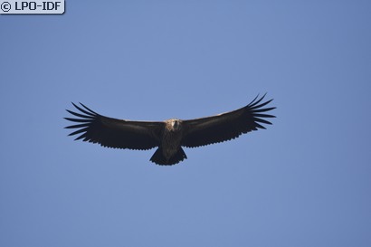 Vautour fauve