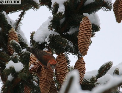 Bec-croisé des sapins