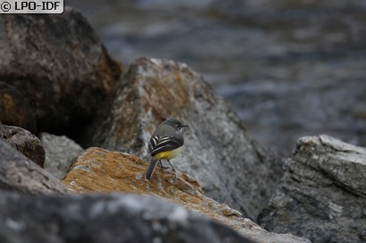 Bergeronnette des ruisseaux