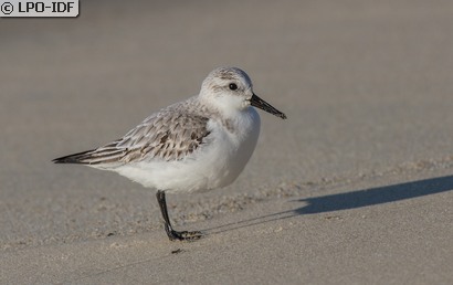 Bécasseau sanderling