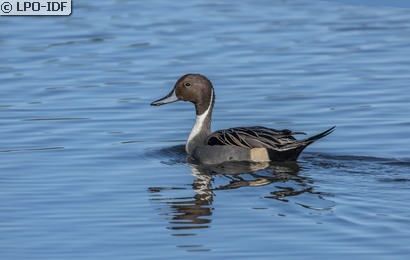 Canard pilet