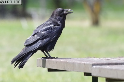 Grand Corbeau