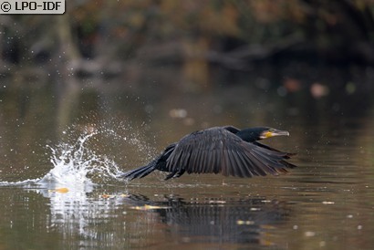 Grand Cormoran