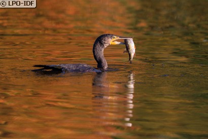 Grand Cormoran