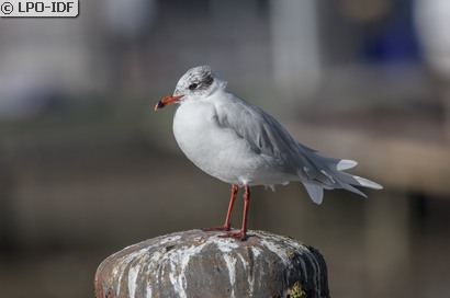 Mouette mélanocéphale