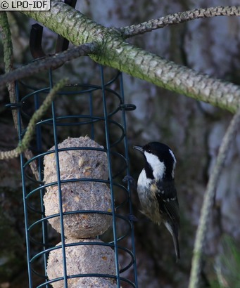 Mésange noire