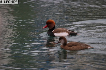 Nette rousse