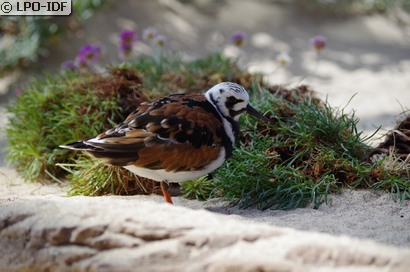 Tournepierre à collier