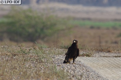 Aigle criard
