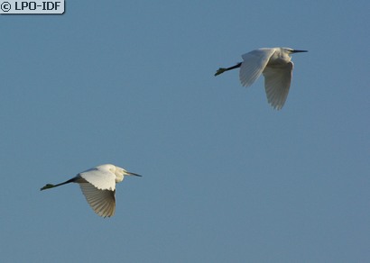 Aigrette garzette