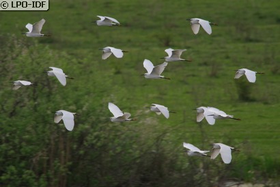 Aigrette garzette