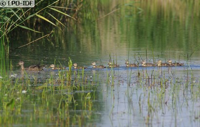 Canard colvert