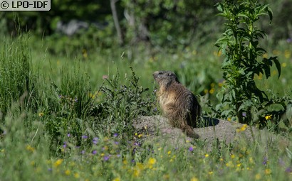Marmotte