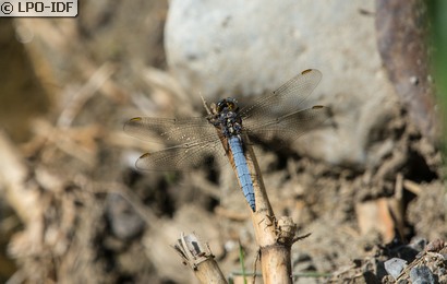 Orthétrum bleuissant