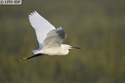 Aigrette garzette