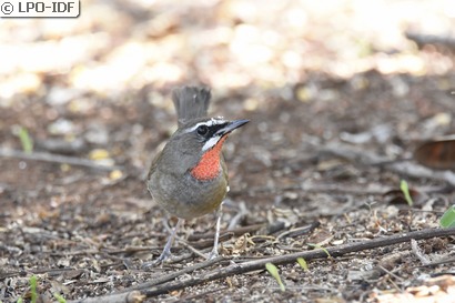 Calliope sibérienne