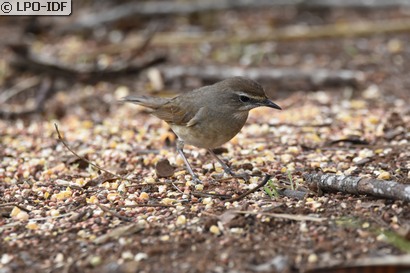 Calliope sibérienne