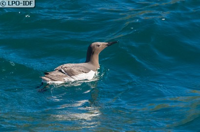 Guillemot de Troïl