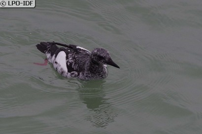 Guillemot à miroir