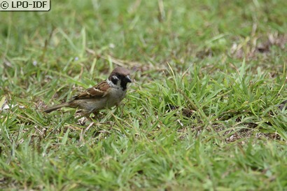 Moineau friquet