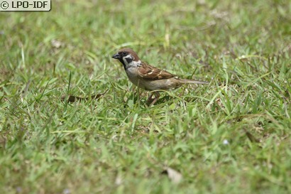 Moineau friquet