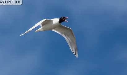 Mouette mélanocéphale