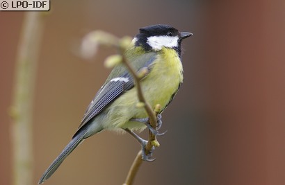 Mésange charbonnière