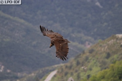Vautour moine