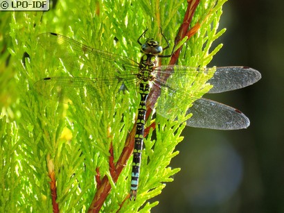 Aeschne bleue