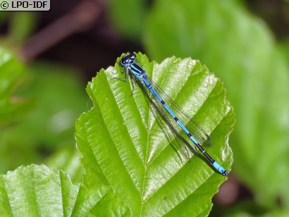 Agrion jouvencelle