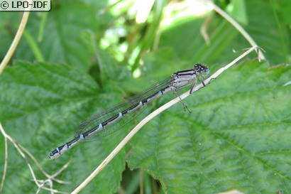 Agrion jouvencelle