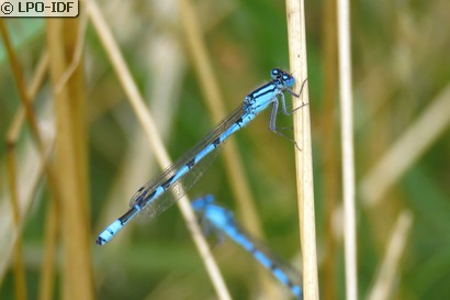 Agrion porte-coupe